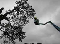 Cut And Clear Tree Services Ltd