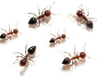 Discreet Pest Control